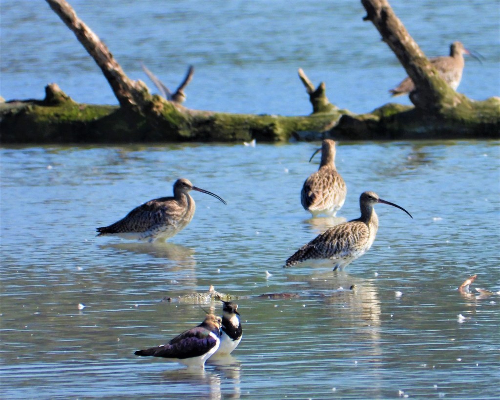 Brachvögel und Kiebitze sammeln sich im Herbst am Unteren Inn