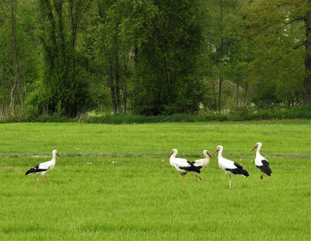 Weißstörche an der Rott in Pfarrkirchen
