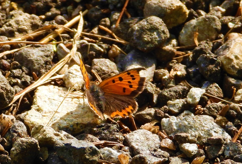 Kleiner Feuerfalter Mitte Oktober im Rottal
