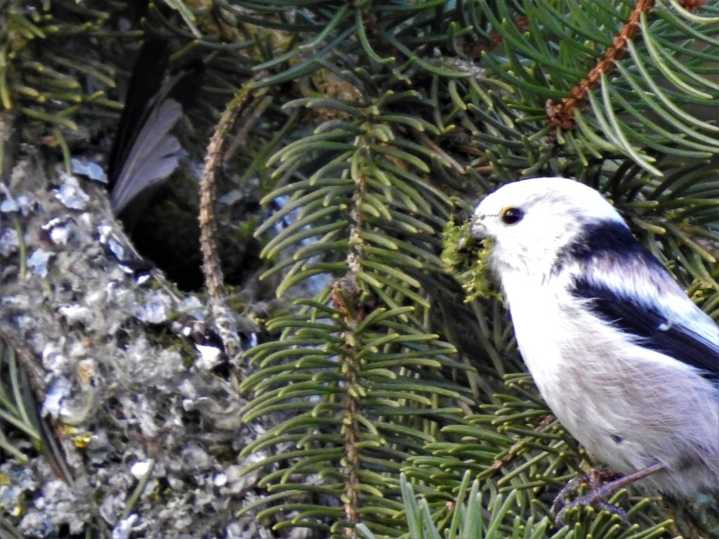 Schwanzmeise am Nest in Bad Birnbach