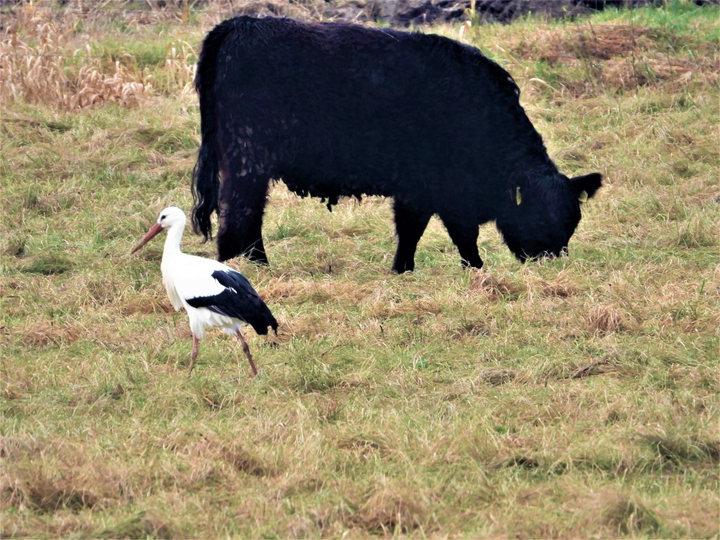 Weißstörche überwintern in Bayern