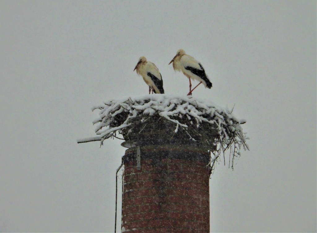 Birnbacher Störche im Schnee
