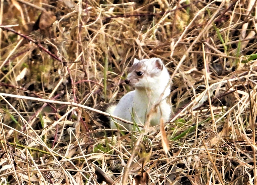 Hermelin an der Rott in Bad Birnbach