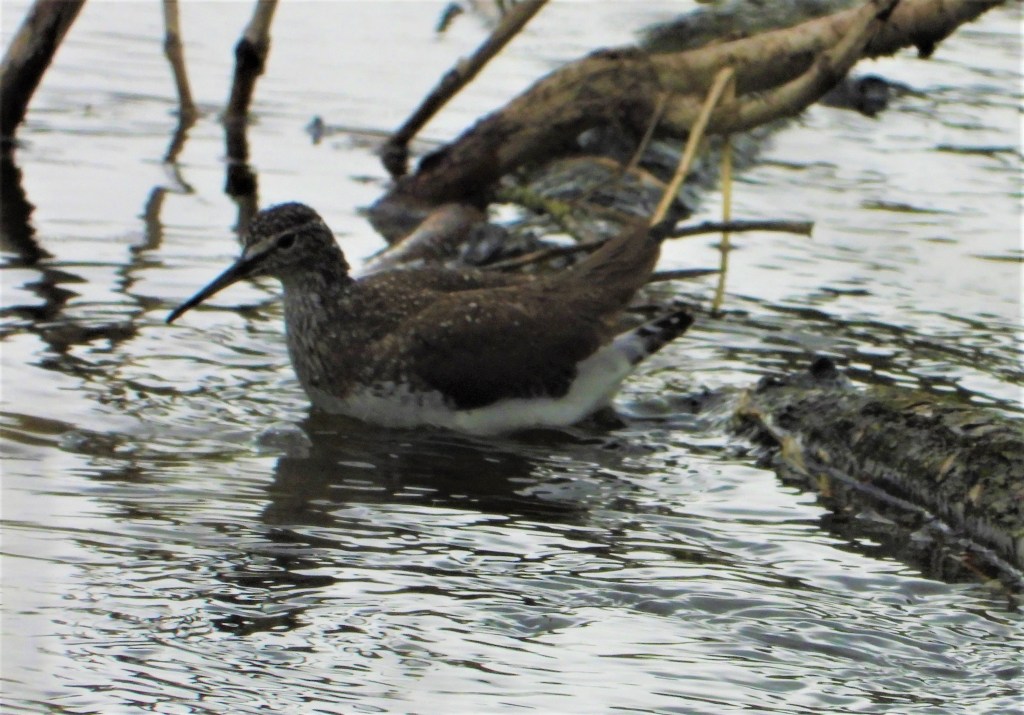Waldwasserläufer in Rottal-Inn