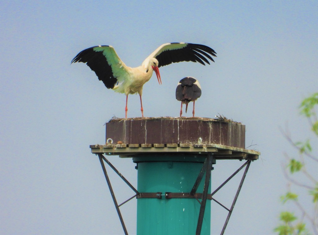 Storchennest Störche in Pfarrkirchen Rottal-Inn
