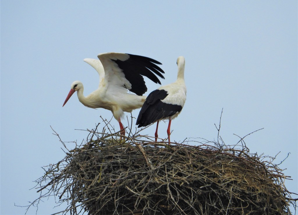 Störche Bad Birnbach Nadia Baumgart
