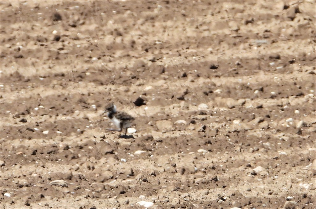 Kiebitz-Küken im Rottal - Baby lapwing