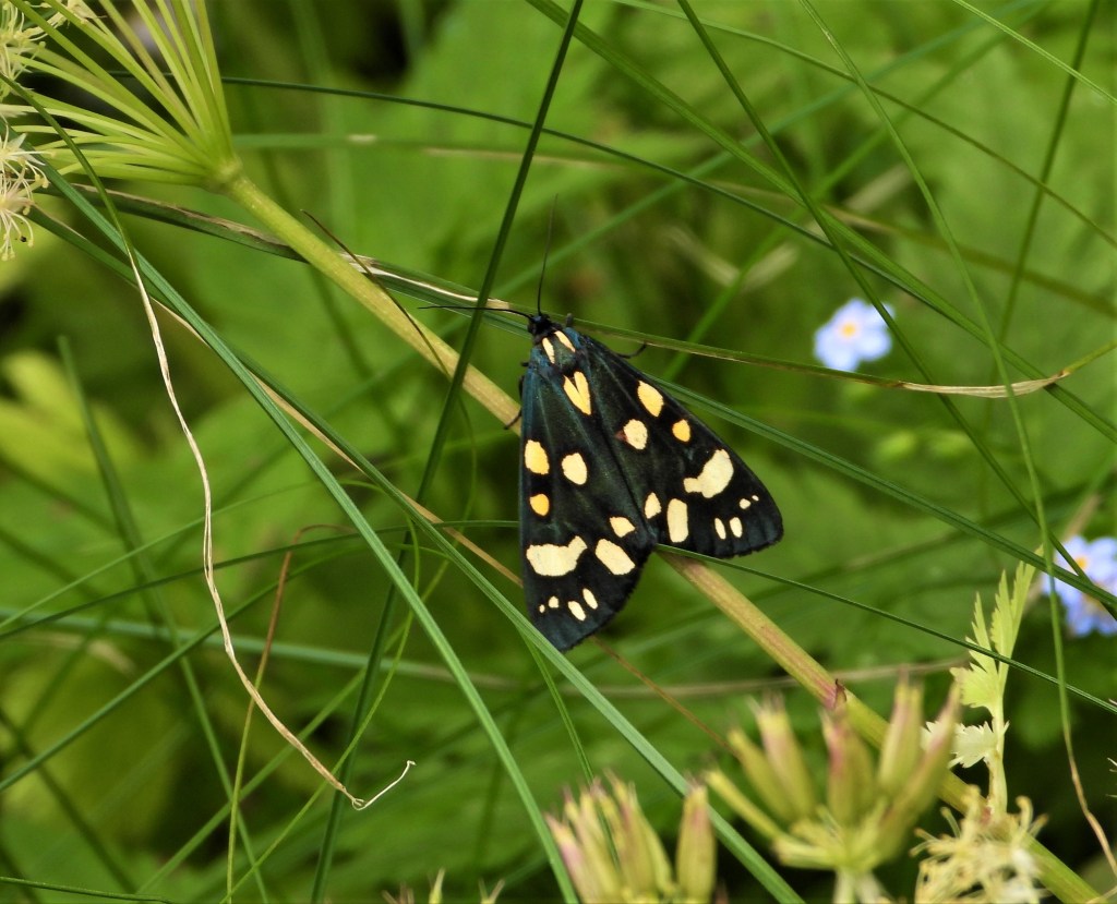 Schönbär im Rottal in Niederbayern
