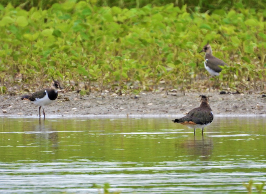 Kiebitze Jungvögel 2021 in Bad Birnbach, Rottal-Inn - Kiebitze melden