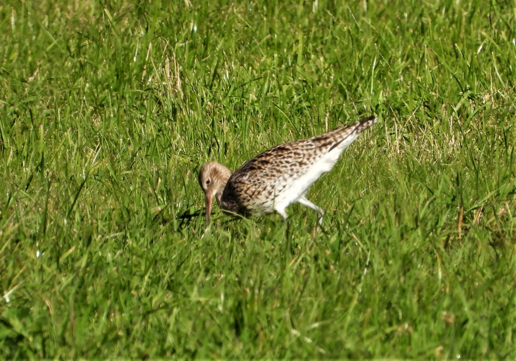 Großer Brachvogel 2021