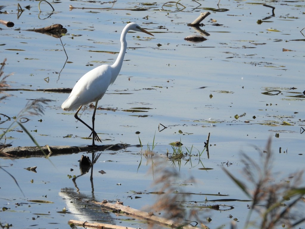 Vogelbeobachtung am Chiemsee - Silberreiher