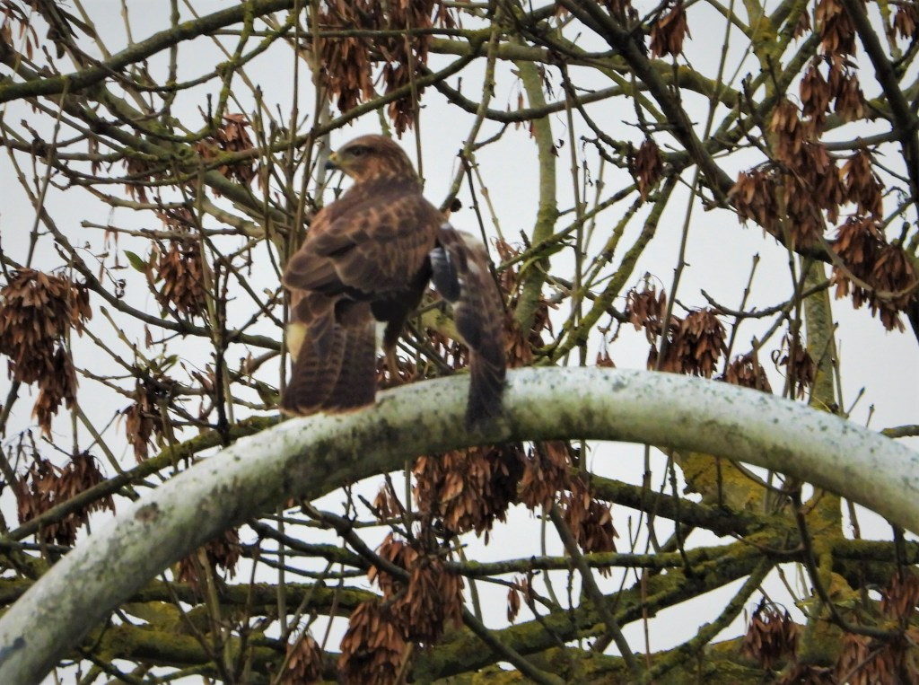 Bussard - Vogelbeobachtung