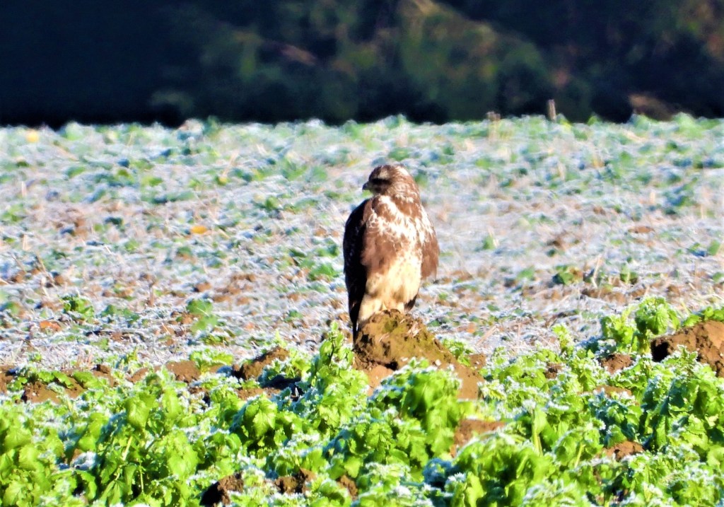 Bussard auf Erdscholle