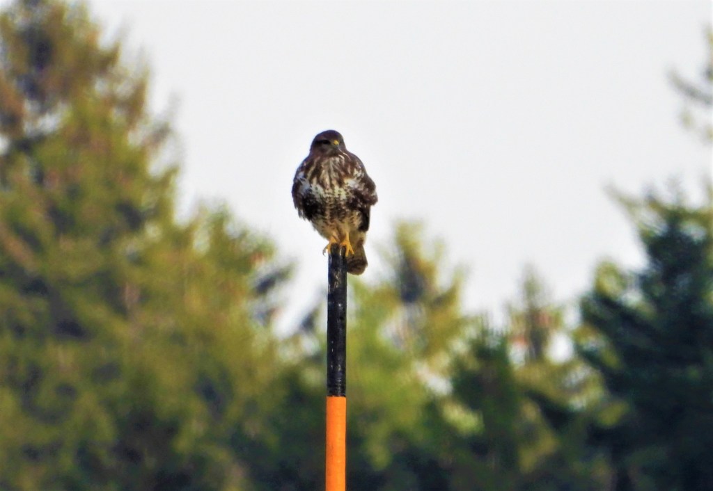 Mäusebussard wartet auf Beute