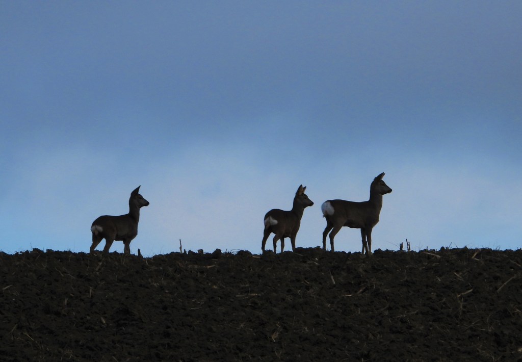 Rehe im Rottal - Foto: Nadia Baumgart