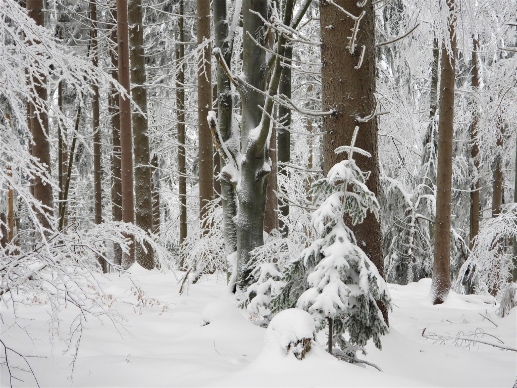 Naturfotografie Bayerischer Wald im Schnee