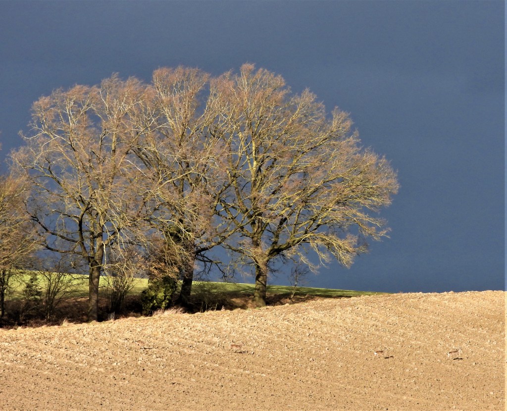 Landschaft mit Rehen in Bad Birnbach