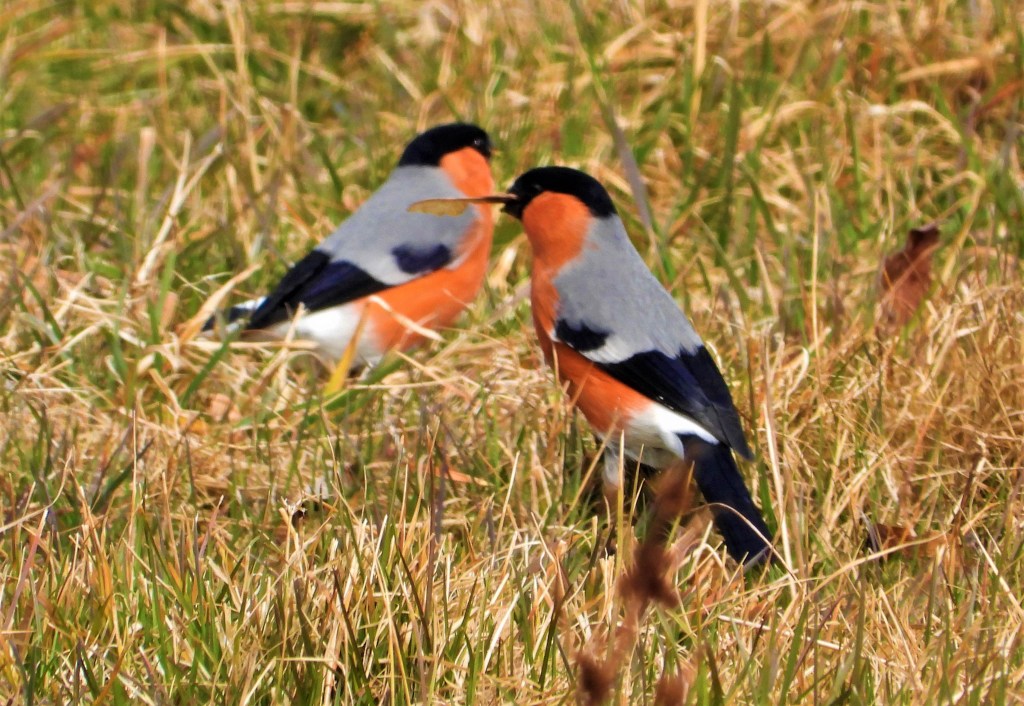 Gimpel in Bad Birnbach