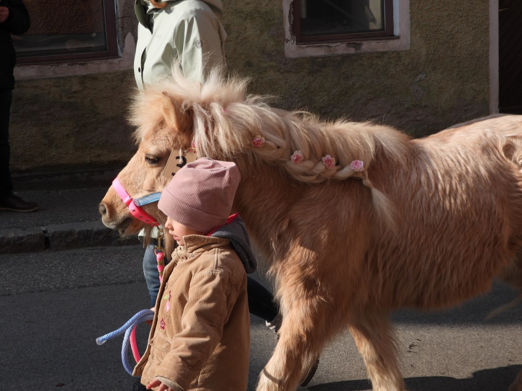Pony auf dem Obernberger Pferdemarkt