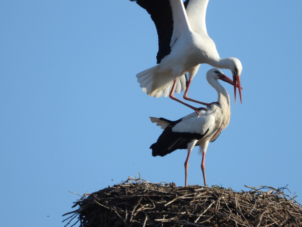 Birnbacher Storchenpaar bei der Paarung