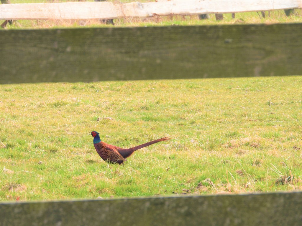 Ein Fasan im Kurpark