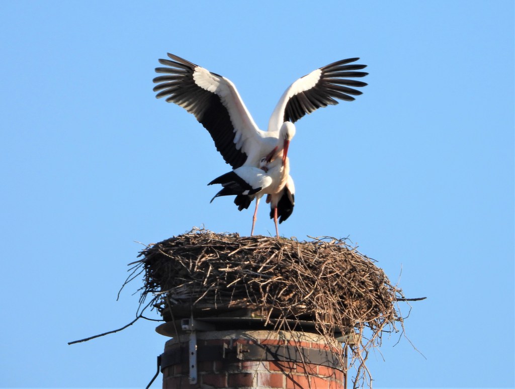 Storchennest wieder besetzt Rottal-Inn