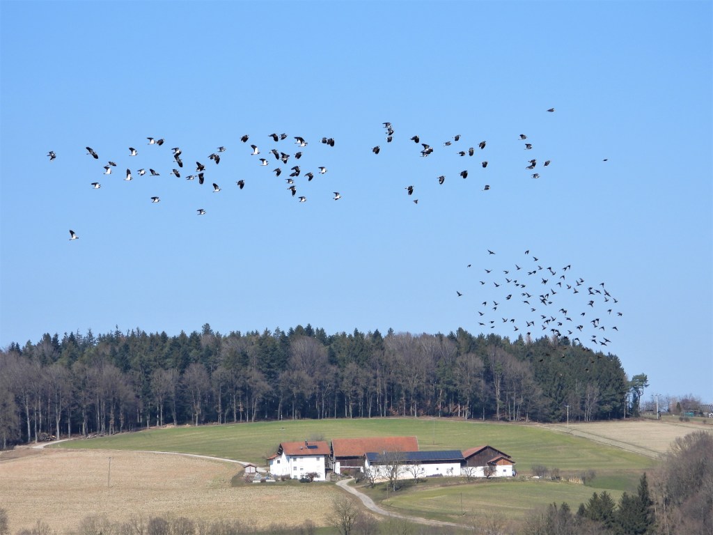 Kiebitzschwarm in Rottal-Inn