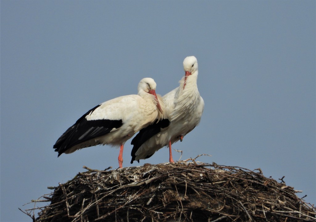 Störche Bad Birnbach