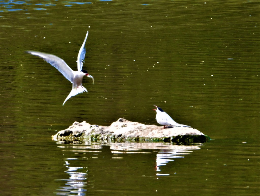 Flussseeschwalben Bad Birnbach