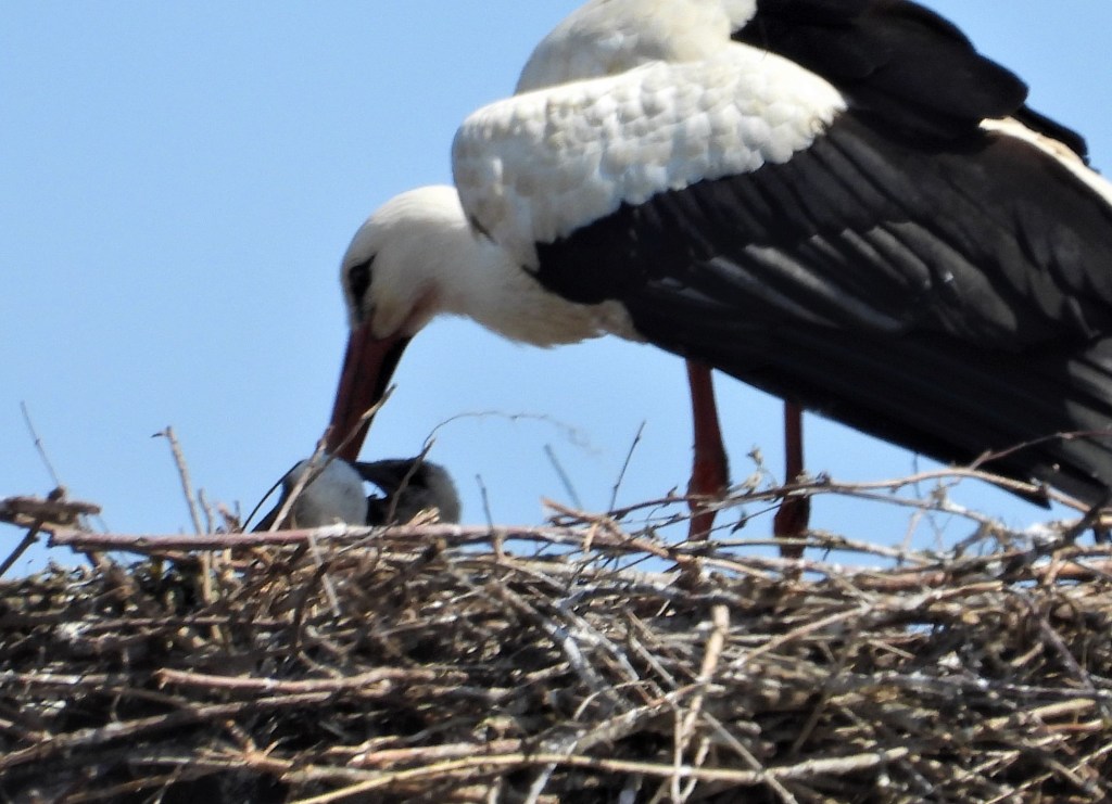 Storchennest Bad Birnbach 2022