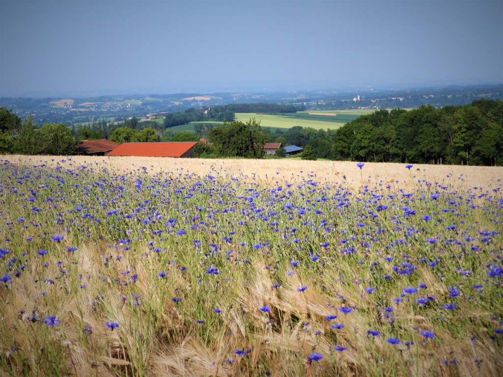 Kornblumen im Gerstenfeld