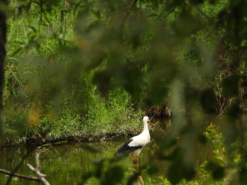 Storch Bad Birnbach an der Rott