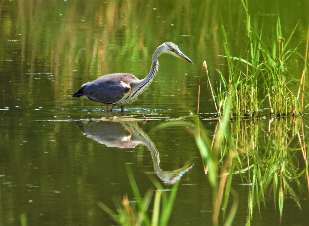 Graureiher - Natur an den Rottauenwegen