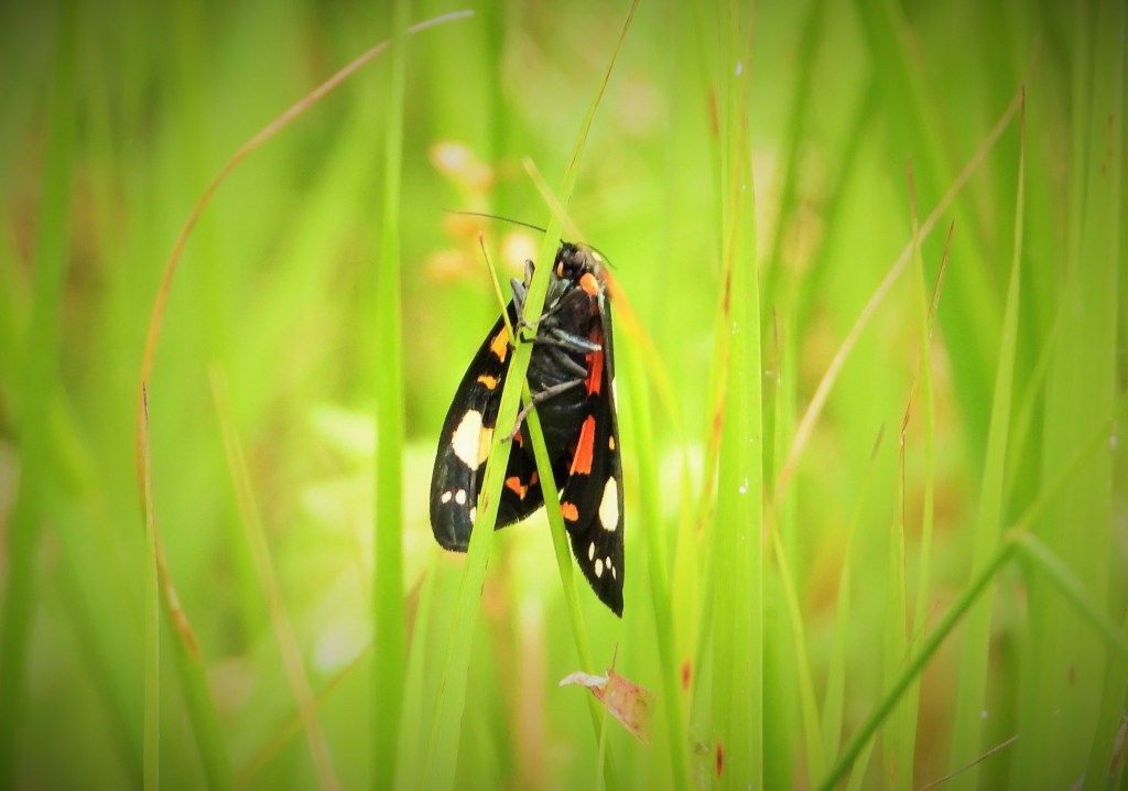 Schönbär (Callimorpha dominula)