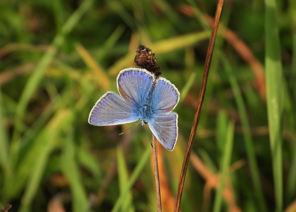 Bläuling auf einer Wiese in Bad Birnbach