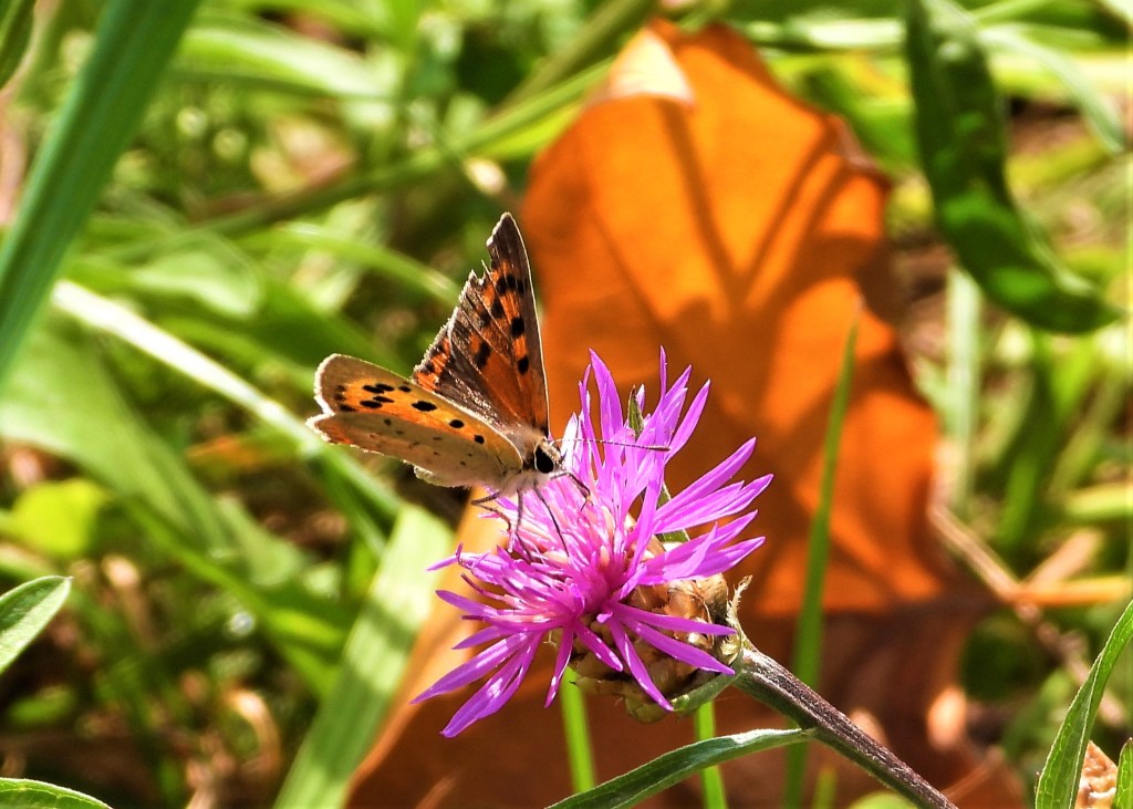 Bläuling Schmetterlin Rottal-Inn