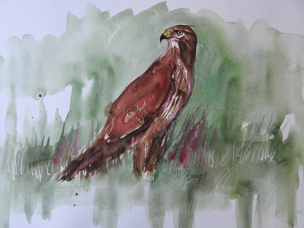 Aquarelle Painting Bussard