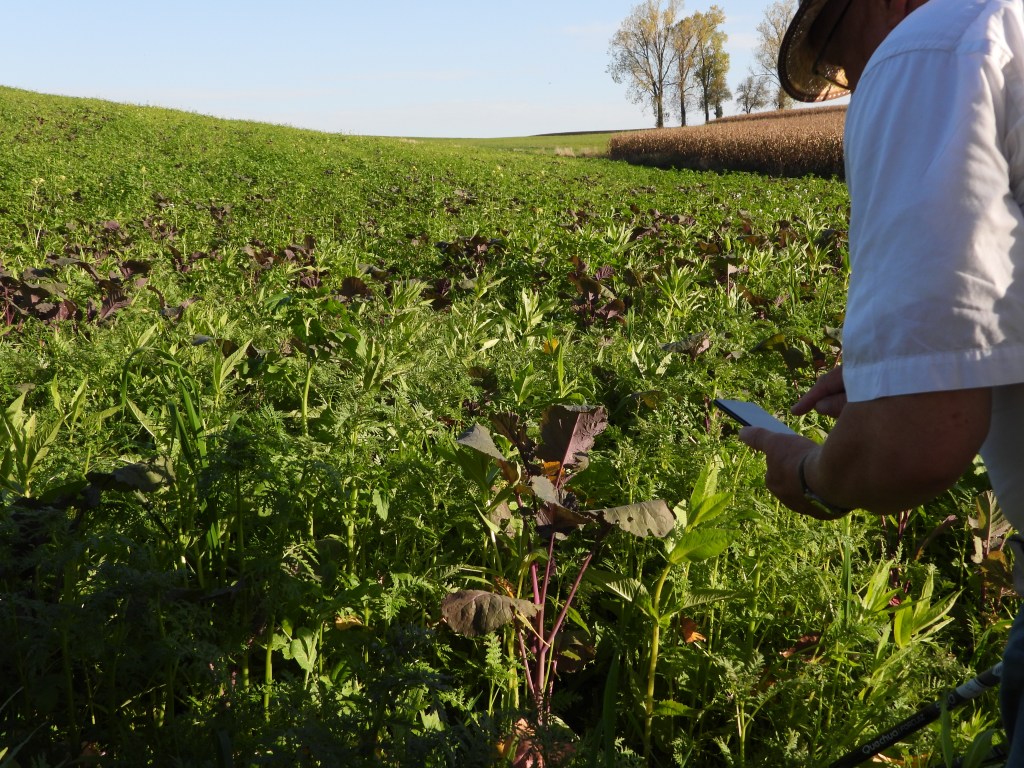 Winter-Begrünung von Ackerflächen