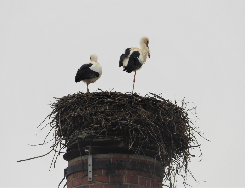 Birnbacher Störche