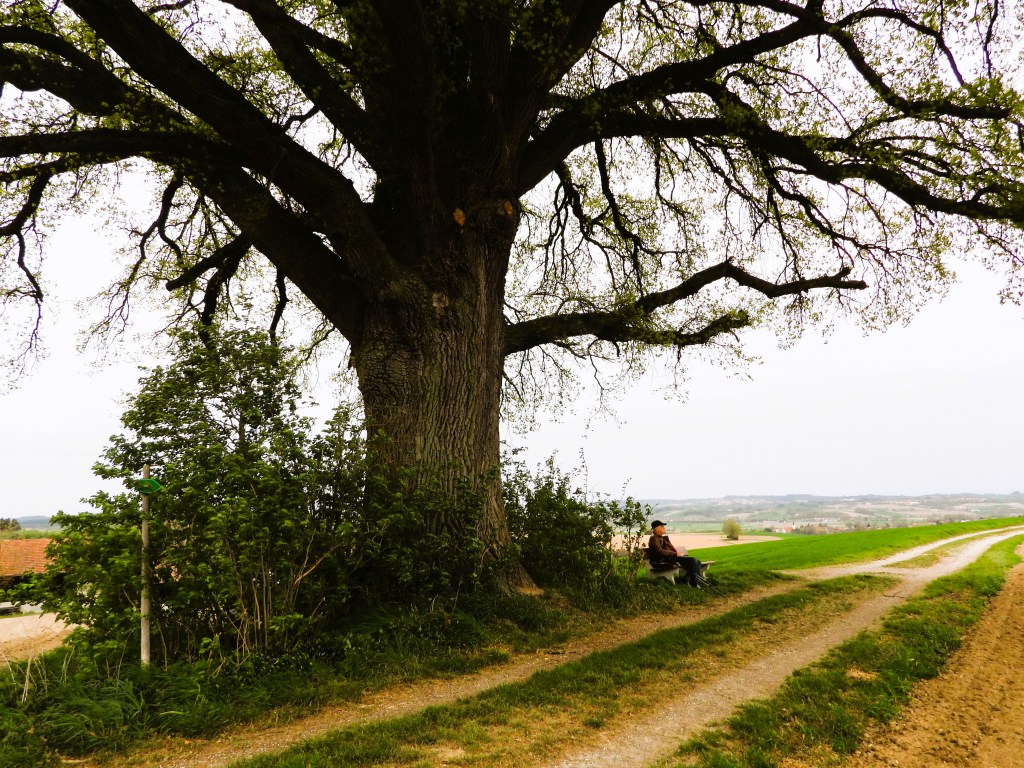 Ein majestätischer, großvälliger Baum steht an einem Weg, während eine Person auf einer Bank sitzt und die Aussicht genießt.