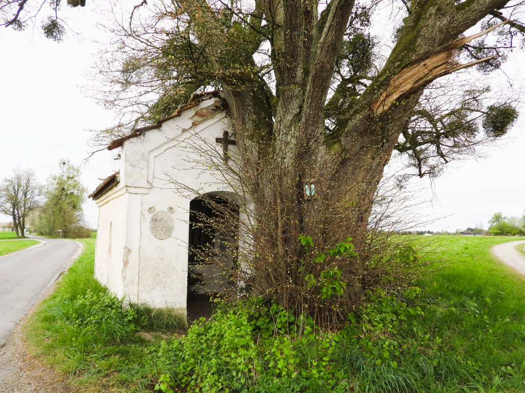Eine kleine Kapelle, umgeben von einem alten Baum mit dickem Stamm und frischem grünem Laub, in einer ländlichen Umgebung mit einer belebten Straße.