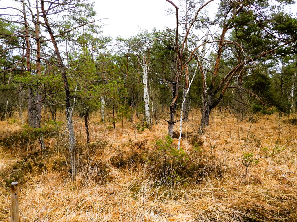 Landschaft im Ibmer Moor mit Bäumen und braunem Gras, die eine natürliche Moorumgebung darstellen.