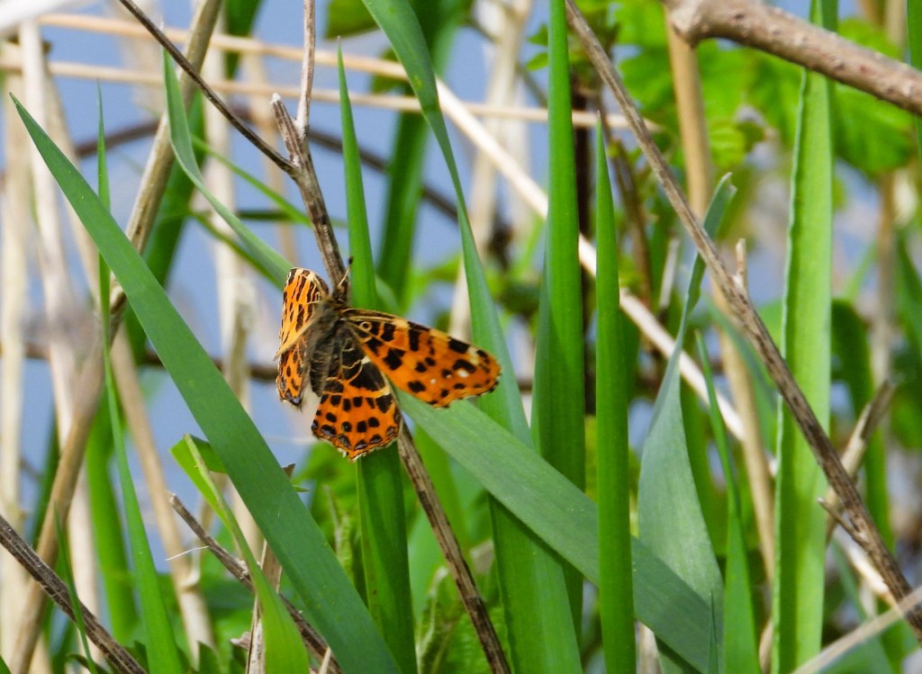 Ein schöner Schmetterling, das Landkärtchen, mit leuchtend orangefarbenen und schwarzen Flügeln sitzt auf grünen Gräsern und Zweigen.
