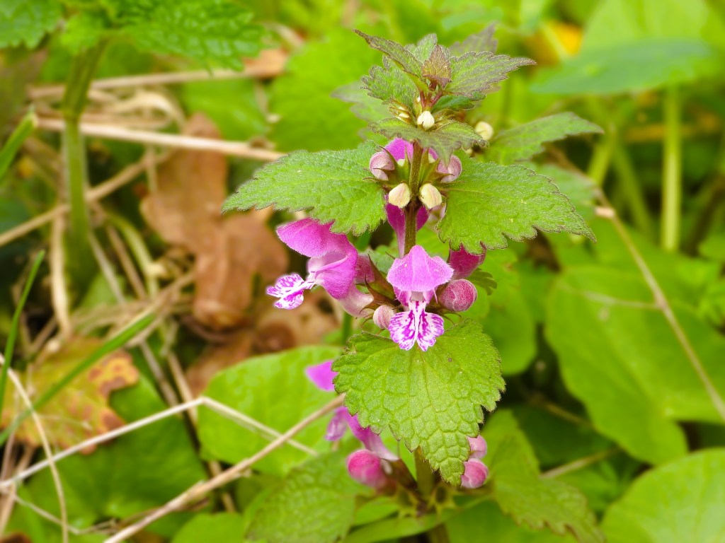 Eine detailreiche Nahaufnahme einer blühenden Taubnessel mit pinken und weißen Blüten auf grünen Blättern, umgeben von natürlicher Vegetation.