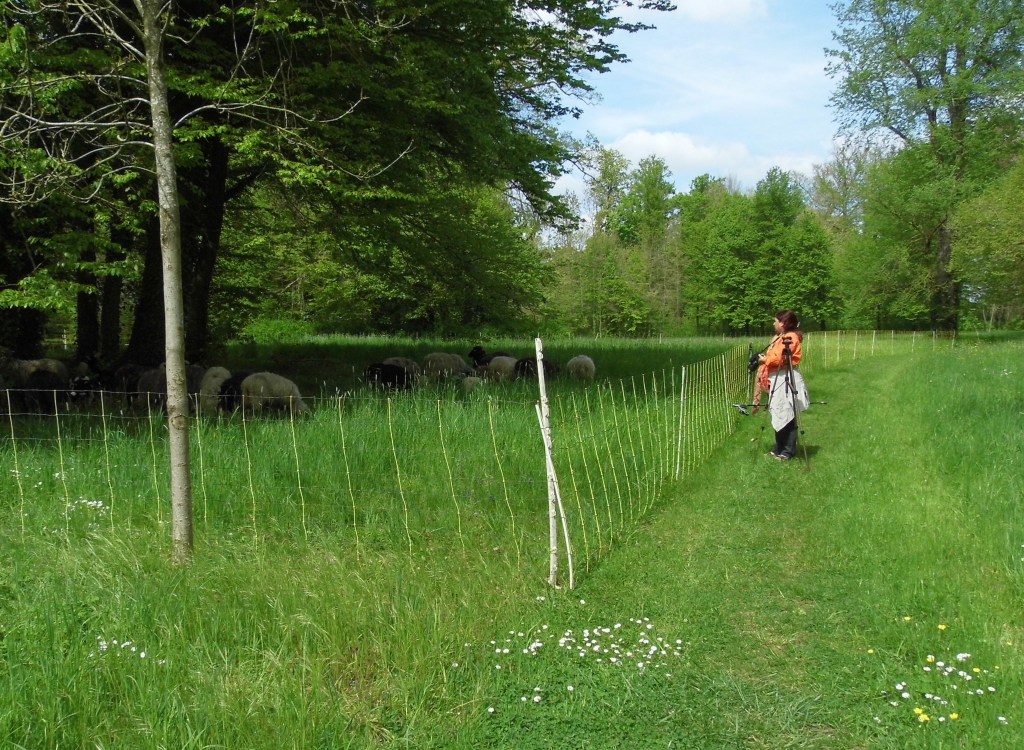 Eine Person steht auf einem Feldweg und beobachtet Schafe hinter einem Zaun in einer grünen Umgebung.