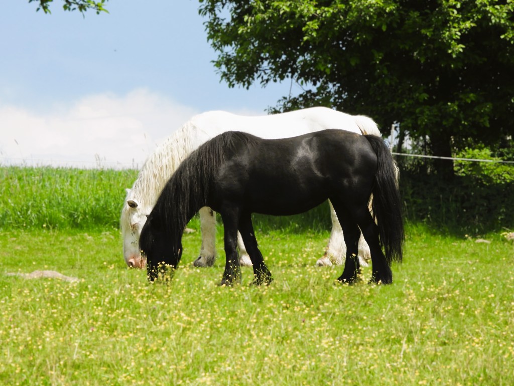 Ein schwarzes Pferd grast neben einem weißen Pferd auf einer grünen Wiese mit blühenden Pflanzen.