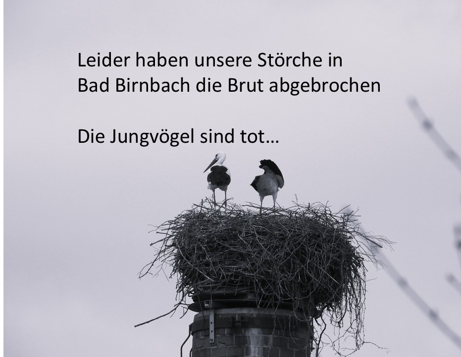 Zwei Störche auf einem Nest auf einem Schornstein, umgeben von einer trüben, grauen Himmelskulisse. Text auf dem Bild kündigt den Abbruch der Brut an.