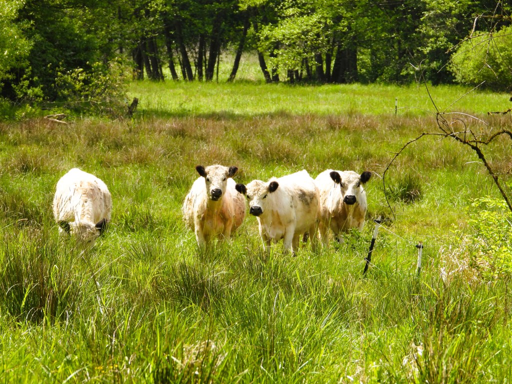 Eine Gruppe von weißen Kühen steht in einem grünen Feld mit hohem Gras umgeben von Bäumen.