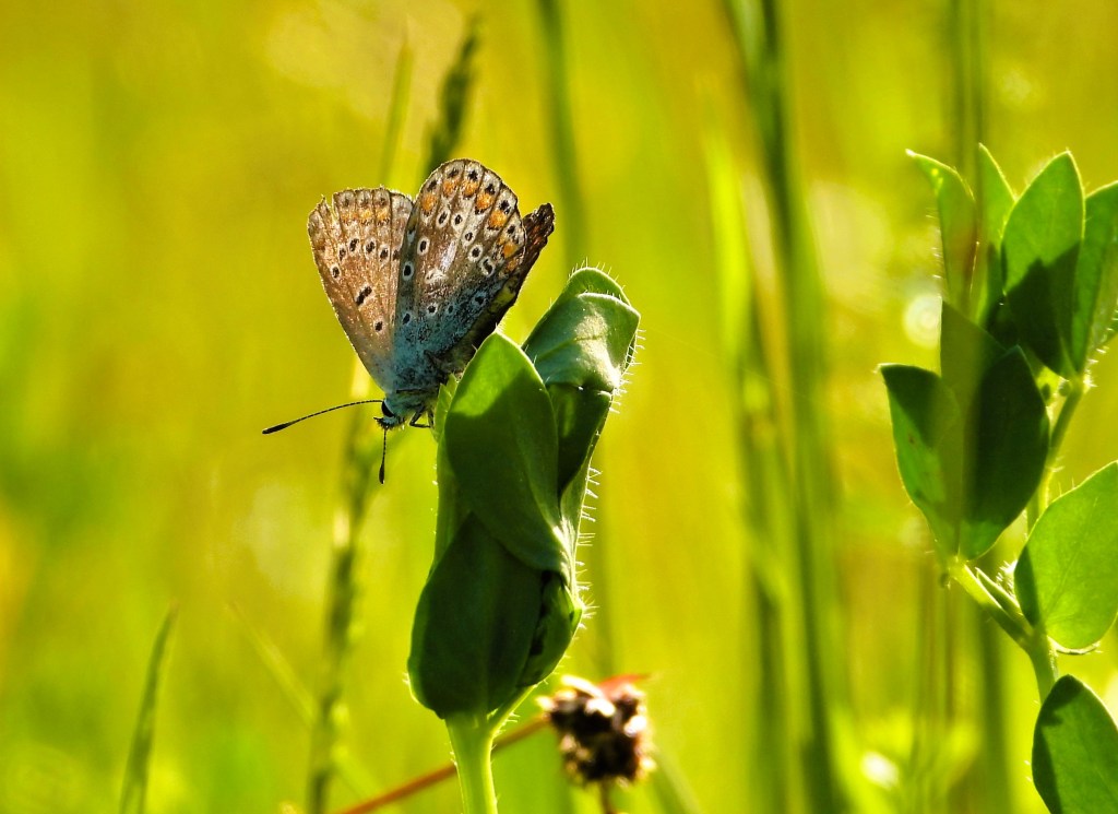 Nahaufnahme eines Schmetterlings auf einer Pflanze mit unscharfen grünen Hintergrund, das ein Gefühl von Frühling und Natur vermittelt.