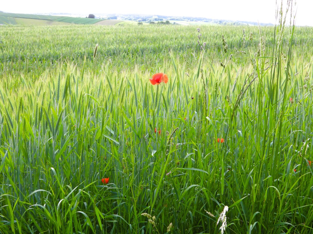 Feld mit hohem grünem Gras und vereinzelten roten Mohnblumen im Vordergrund, sanfte Hügel im Hintergrund.